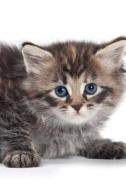 Siberian Kitten Spring Notebook & Journal. Productivity Work Planner & Idea Notepad di Cute Kitty edito da Global Pet Care International
