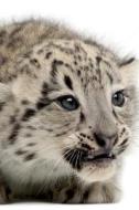 Snow Leopard Notebook & Journal. Productivity Work Planner & Idea Notepad di Cute Kitty edito da Global Pet Care International