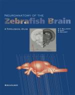 Neuroanatomy of the Zebrafish Brain di Heinrich Reichert, Barbara Rupp, Mario F. Wulliman edito da Birkhäuser Basel