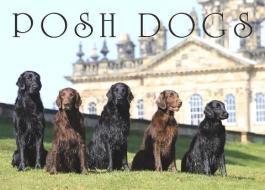 Posh Dogs di Pimpernel Press edito da Pimpernel Press Ltd