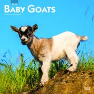 Baby Goats 2023 Square Calendar edito da BrownTrout