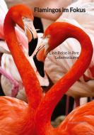 Flamingos im Fokus di Fabian Bauer edito da Jaltas Books