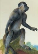 Carnet Ligne, Macaque di Aubriet-C edito da Hachette Livre - Bnf