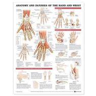 Anatomy And Injuries Of The Hand And Wrist Anatomical Chart di Anatomical Chart Company edito da Anatomical Chart Co.