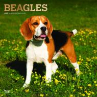 Beagles 2023 Square Foil Calendar edito da BrownTrout