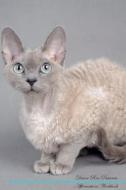 Devon Rex Affirmations Workbook Devon Rex Presents di Live Positivity edito da Positive Living