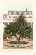 Vintage Journal Screw Pine Tree, Miami, Florida edito da FOUND IMAGE PR