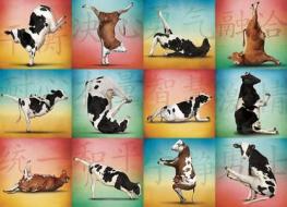 Cow Yoga: 1000pc Jigsaw Puzzle edito da Willow Creek Press