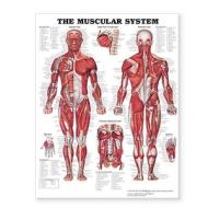 The Muscular System Giant Chart Laminated di Anatomical Chart Company edito da Anatomical Chart Co.