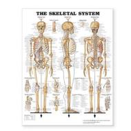 The Skeletal System Giant Chart Laminated di Anatomical Chart Company edito da Anatomical Chart Co.