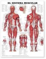 The Muscular System Anatomical Chart In Spanish (el Sistema Muscular) di Anatomical Chart Company, Acc edito da Anatomical Chart Co.
