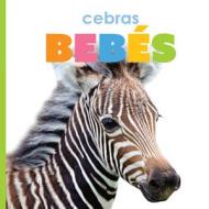 Cebras Bebés di Kate Riggs edito da CREATIVE ED & PAPERBACKS