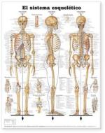 The Skeletal System Anatomical Chart In Spanish (el Sistema Esqueletico) edito da Anatomical Chart Co.