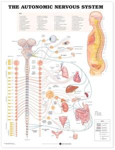 The Autonomic Nervous System Anatomical Chart di 8026pu edito da Anatomical Chart Co.