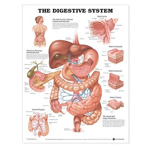 The Digestive System Anatomical Chart edito da Anatomical Chart Co.