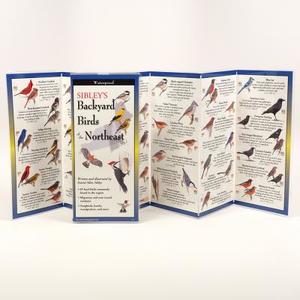 Sibley's Backyard Birds of the Northeast di David Sibley edito da Steven M. Lewers & Associates