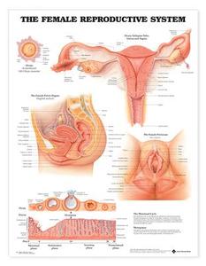 The Female Reproductive System Anatomical Chart edito da Anatomical Chart Co.