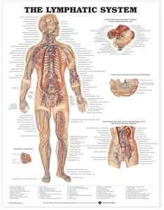 The Lymphatic System Anatomical Chart di Anatomical Chart Company edito da Anatomical Chart Co.