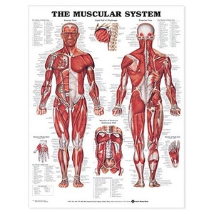 The Muscular System Anatomical Chart edito da Anatomical Chart Co.