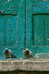 Pigeons by a Rustic Turquoise Door: 150 Page Lined 6 X 9 Notebook/Diary/Journal di Jl Designs edito da Createspace Independent Publishing Platform