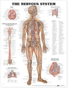The Nervous System Anatomical Chart di 8949pu edito da Anatomical Chart Co.