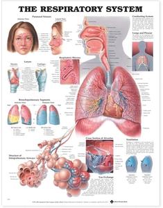 The Respiratory System Anatomical Chart edito da Anatomical Chart Co.