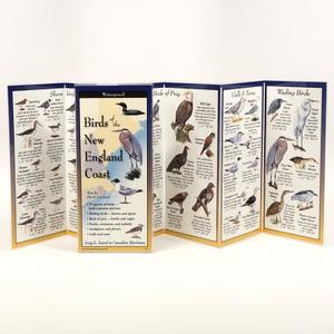 The Ultimate Guide to Birds of the New England Coast edito da Steven M. Lewers & Associates