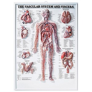 The Vascular System And Viscera 3d Raised Relief Chart edito da Anatomical Chart Co.