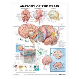 Anatomy Of The Brain Anatomical Chart di Anatomical Chart Company edito da Anatomical Chart Co.