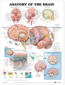 Anatomy Of The Brain Anatomical Chart edito da Anatomical Chart Co.