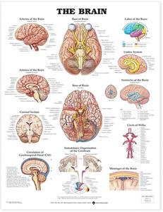 The Brain Anatomical Chart edito da Anatomical Chart Co.