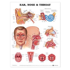 Ear, Nose And Throat Anatomical Chart di Anatomical Chart Company edito da Anatomical Chart Co.
