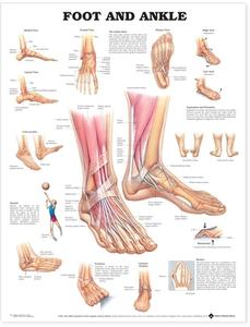 Foot And Ankle Anatomical Chart di 9795pu edito da Anatomical Chart Co.