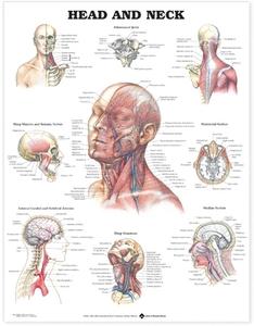 Head And Neck Anatomical Chart edito da Anatomical Chart Co.