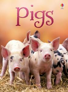 Pigs di James Maclaine edito da Usborne Publishing Ltd