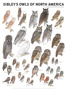 Sibley's Owls Of North America edito da Scott & Nix, Inc