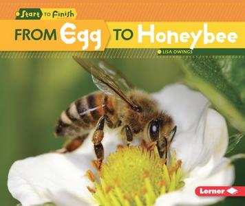 From Egg to Honeybee di Lisa Owings edito da LERNER CLASSROOM