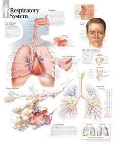 Respiratory System Laminated Poster di Scientific Publishing edito da Scientific Publishing Limited