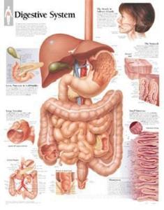 Digestive System Paper Poster di Scientific Publishing edito da Scientific Publishing Limited