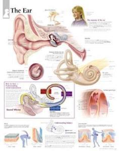 Ear Laminated Poster di Scientific Publishing edito da Scientific Publishing Limited
