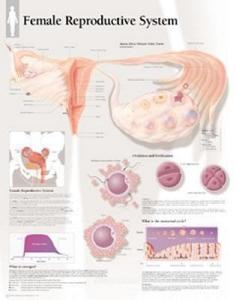 Female Reproductive System Paper Poster di Scientific Publishing edito da Scientific Publishing Limited