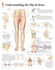 Understanding The Hip & Knee Paper Poster di Scientific Publishing edito da Scientific Publishing Limited