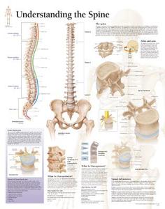 Understanding The Spine Laminated Poster di Scientific Publishing edito da Scientific Publishing Limited
