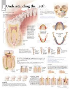 Understanding The Teeth Laminated Poster di Scientific Publishing edito da Scientific Publishing Limited