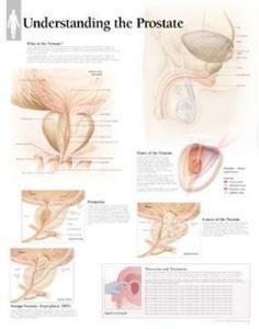 Understanding The Prostate Paper Poster di Scientific Publishing edito da Scientific Publishing Limited