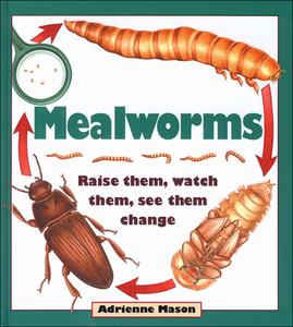 Mealworms: Raise Them, Watch Them, See Them Change di Adrienne Mason edito da Kids Can Press