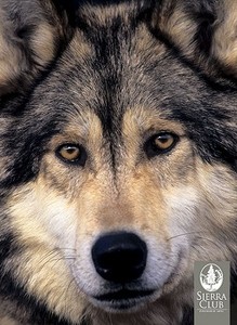 Gray Wolves Notecards edito da Pomegranate Communications