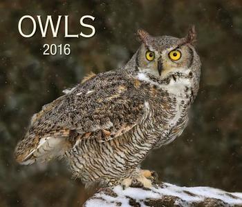 Owls 2016 Calendar di Firefly Books edito da Firefly Books Ltd