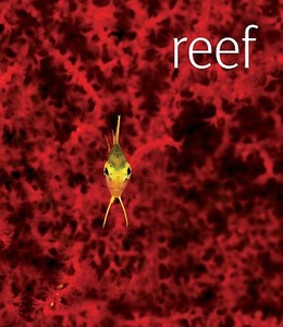 Reef di Scubazoo edito da DK Publishing (Dorling Kindersley)