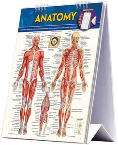 Anatomy Easel Book: A Quickstudy Reference Tool di Vincent Perez edito da BARCHARTS INC